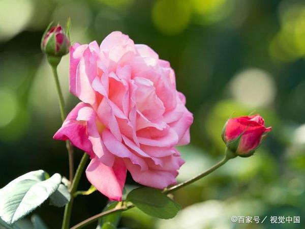 状物作文:栀子花