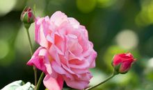 状物作文：栀子花