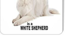 My friend adog作文