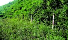 封山育林中林业生态工程建设运用论文