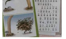 《爱心树》有感 优秀读后感作文1000字