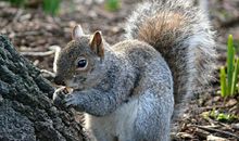 分享孩子三年级时候的一篇作文，我和小松鼠