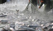 石头口门冬捕行 四年级优秀记叙文700字