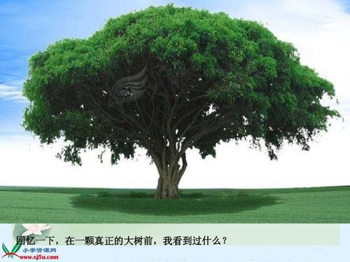 校园的树 校园里的大树作文400字