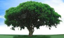 校园的树 校园里的大树作文400字