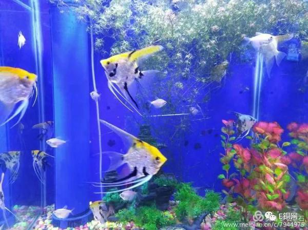 【学生作文】我在美丽的植物园等你 2
