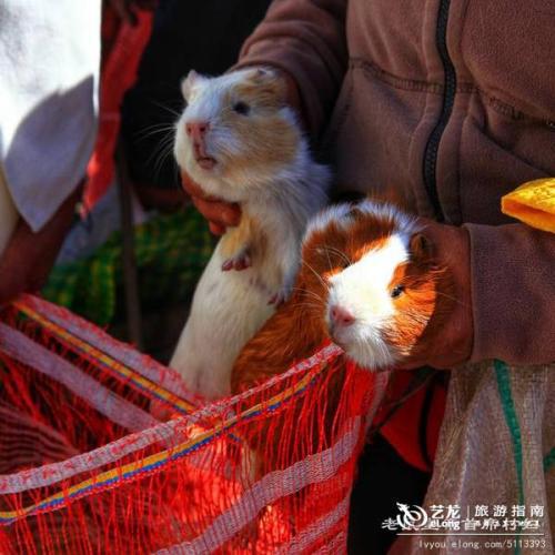 荷兰猪的英语作文