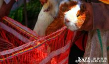 荷兰猪的英语作文