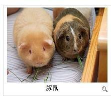小论饲养荷兰猪 关于荷兰猪说明文700字