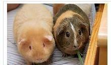 小论饲养荷兰猪 关于荷兰猪说明文700字