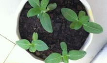 向日葵观察日记四篇