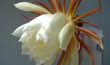 昙花礼赞 赞美昙花的作文300字