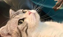 作文文采彰情，巧用排比写出真情