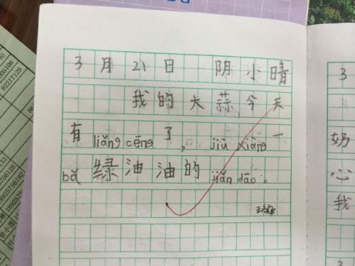 关于种大蒜的作文350字