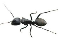 四年级作文：蚂蚁