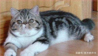 五年级作文:我的波斯猫