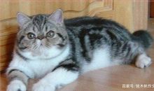 五年级作文：我的波斯猫