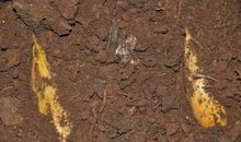 五年级作文：挖冬笋