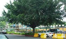 老家大榕树 老家的大树作文300字