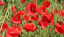 五年级上册英语小作文