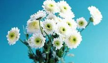 关于写花的作文650字