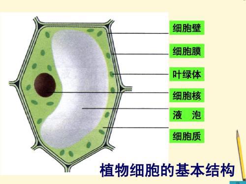 鲁教版七年级生物上册《植物细胞的结构与功能》教案