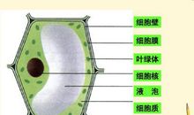 鲁教版七年级生物上册《植物细胞的结构与功能》教案