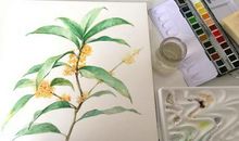 怀念桂花绽放的日子作文