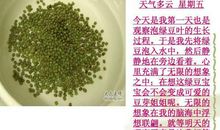 观察绿豆芽的生长日记500字