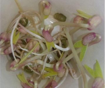 绿豆发芽观察日记200字（6天）