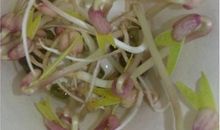 绿豆发芽观察日记200字（6天）