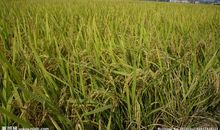 丰收稻田喜洋洋作文500字