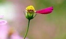 【作文秀】阳光•.欢歌