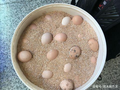 六年级作文:一颗鸡蛋的旅程