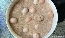 六年级作文：一颗鸡蛋的旅程