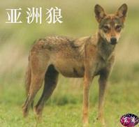 自由胜过一切――读《狼和狗》有感300字