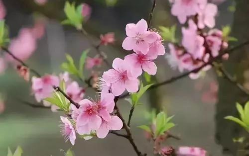 可怖的嫉妒心――读《想和牛比大小的蛤》有感