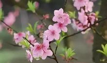 可怖的嫉妒心――读《想和牛比大小的蛤》有感