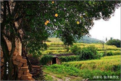 五年级作文:乡村小景