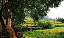 五年级作文：乡村小景