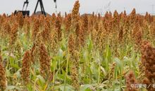 三年级优秀作文：寻找秋天