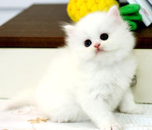 拉菲的小猫 一只幸福的宠物猫作文900字