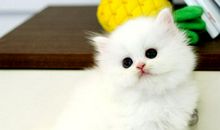 拉菲的小猫 一只幸福的宠物猫作文900字