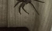 大毒珠 可怕的大蜘蛛1300作文