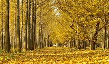 三年级作文：秋天