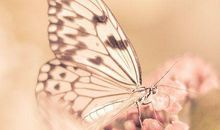 五年级作文：梦的领悟