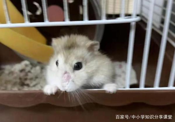 小学生优秀作文赏析——《来之不易的小仓鼠》,让孩子读一读 2