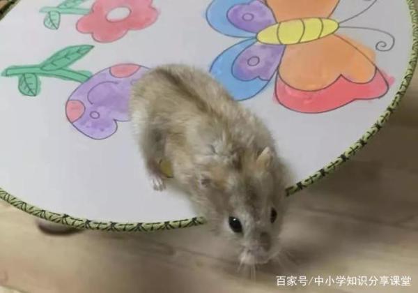 小学生优秀作文赏析——《来之不易的小仓鼠》,让孩子读一读 1