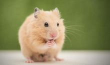 小学生优秀作文赏析——《来之不易的小仓鼠》，让孩子读一读