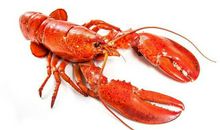 小学生优秀作文赏析——《龙虾》，让孩子读一读